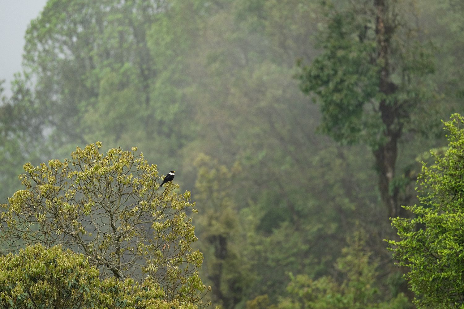 White-collared Blackbird (Turdus albocinctus)