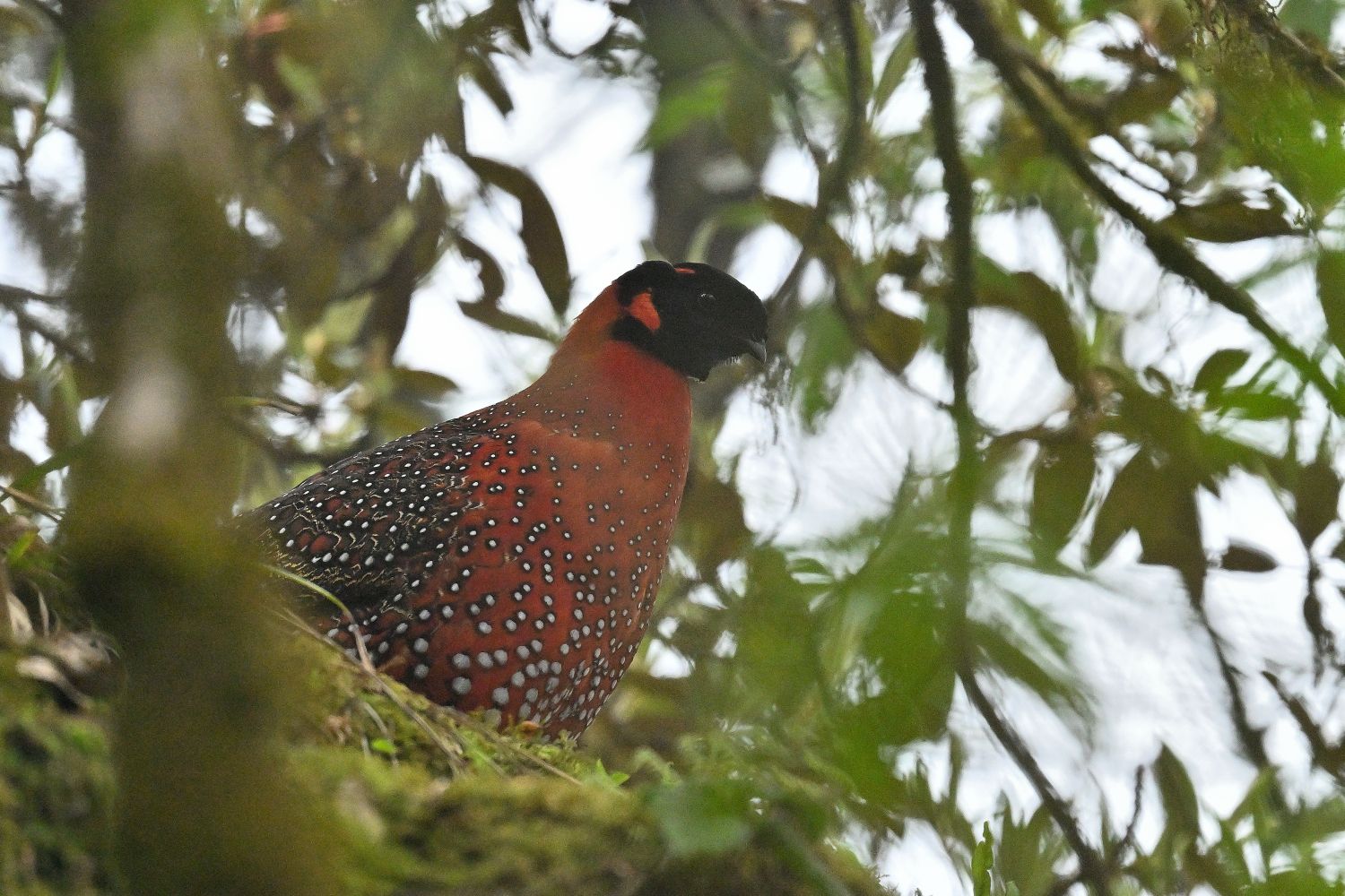 Satyr Tragopan (Tragopan satyra)