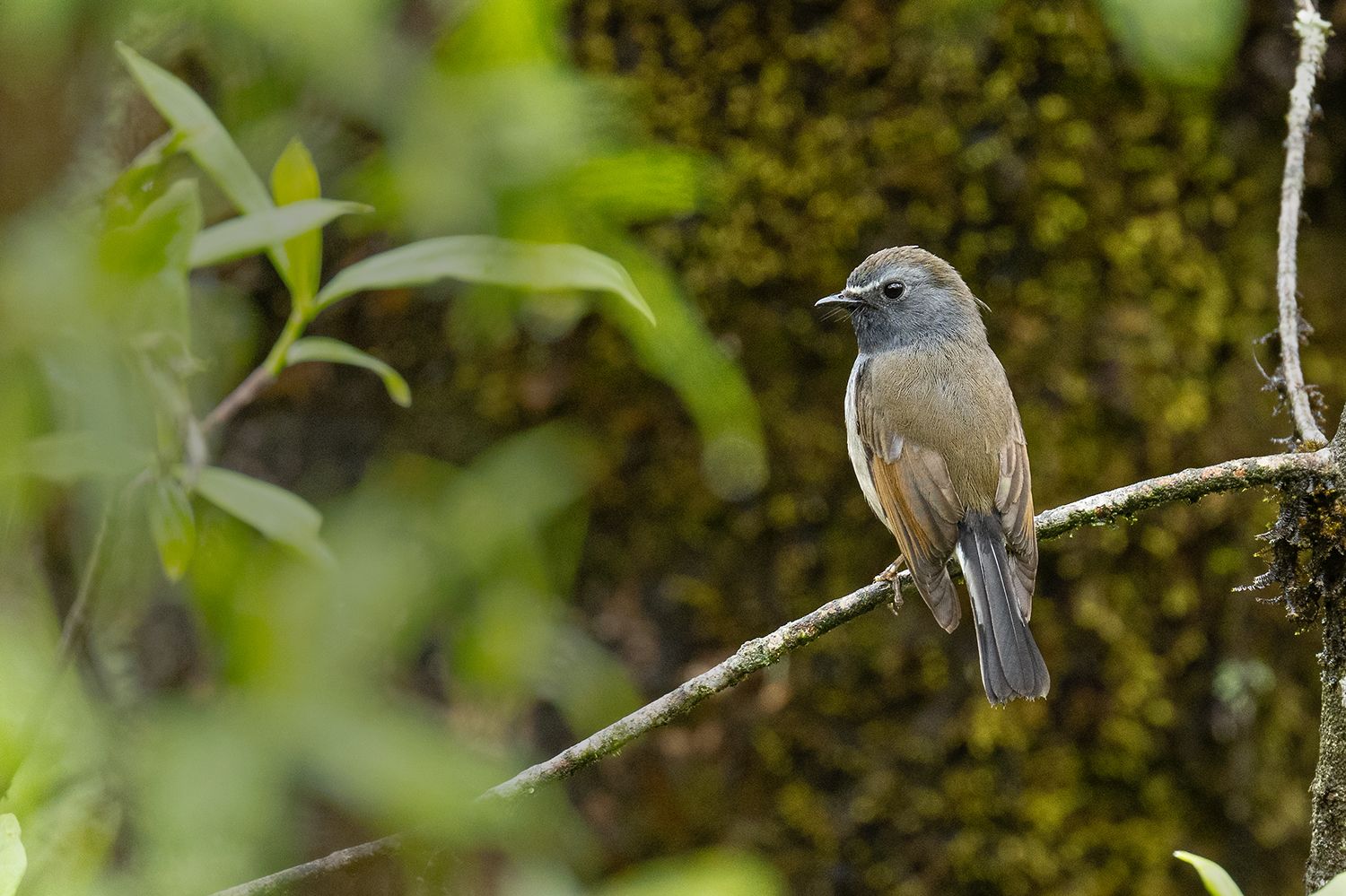 Rufous-gorgeted Flycatcher (Ficedula strophiata)