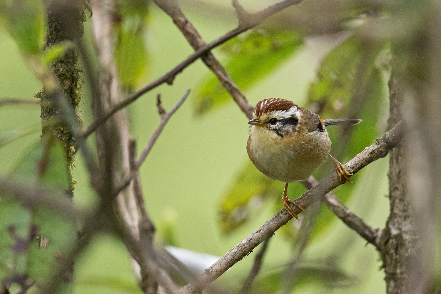 Rufous-winged Fulvetta (Schoeniparus castaneceps)