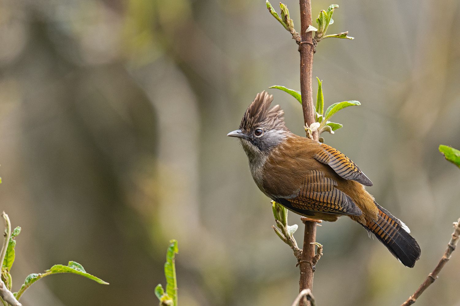 Hoary-throated Barwing (Actinodura nipalensis)