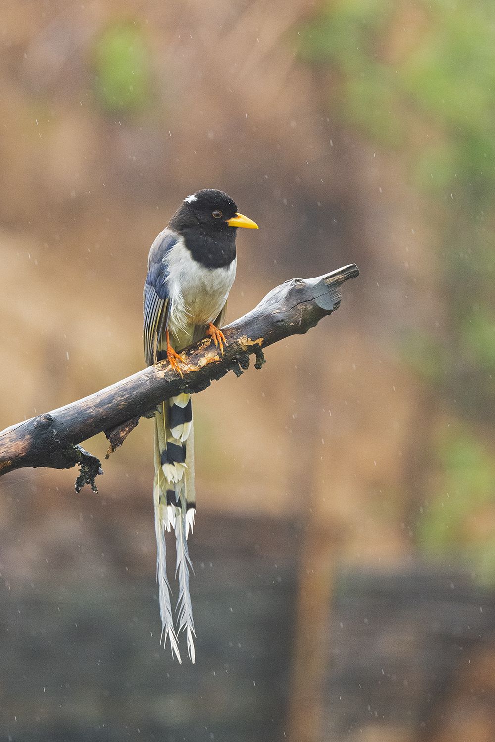 Yellow-billed Blue Magpie (Urocissa flavirostris)