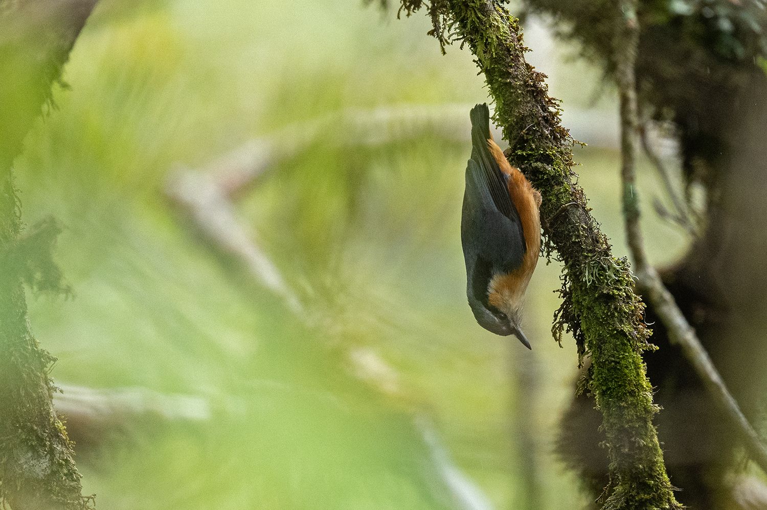 White-tailed Nuthatch (Sitta himalayensis)