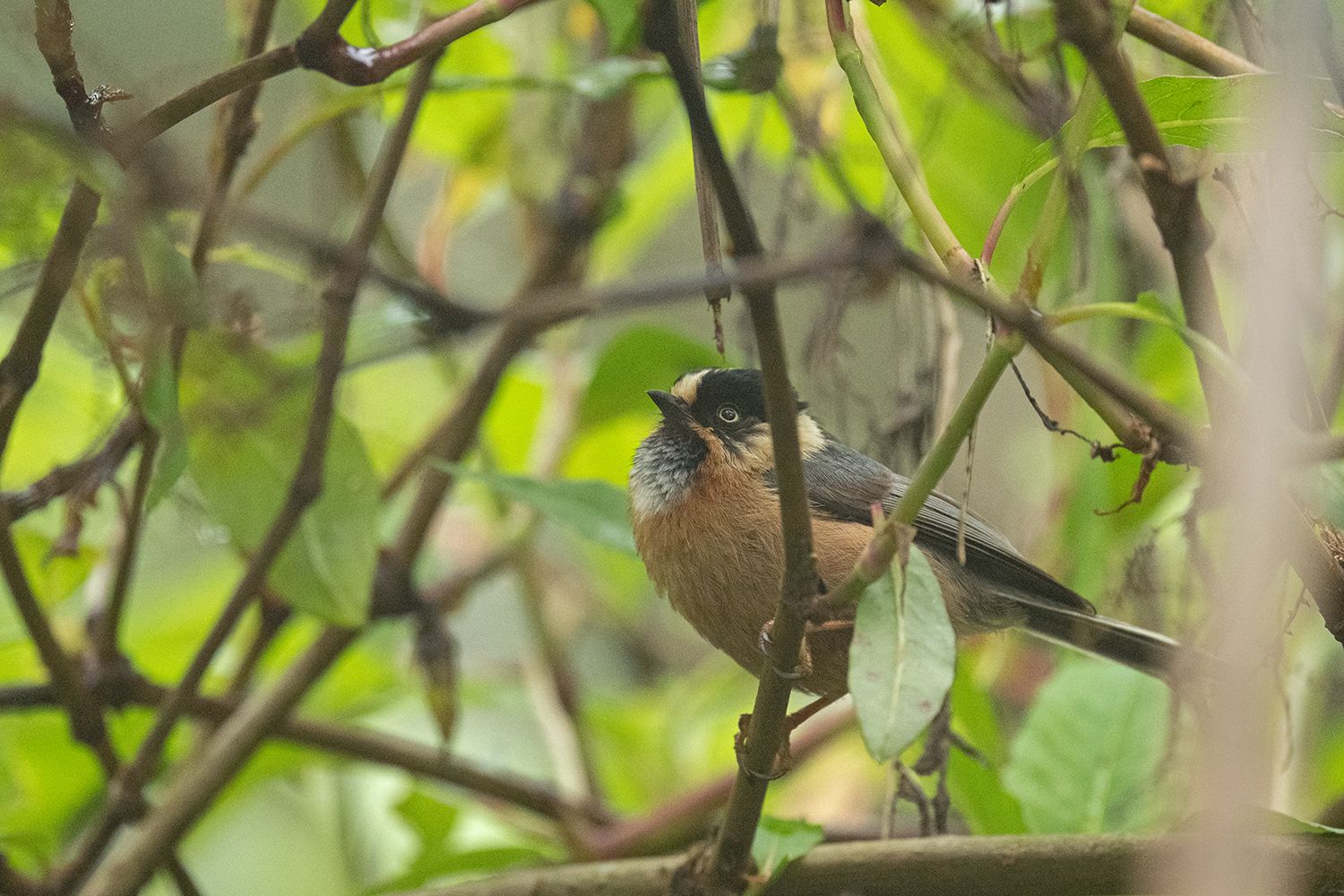 Rufous-fronted Bushtit (Aegithalos iouschistos)