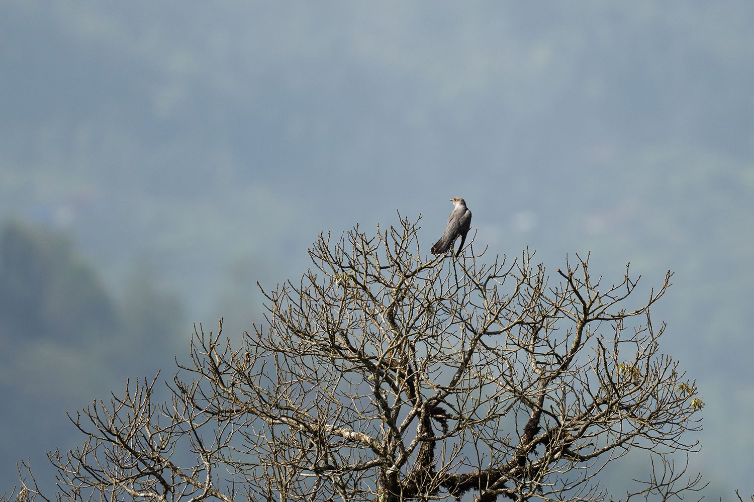 Eurasian Cuckoo (Cuculus canorus)