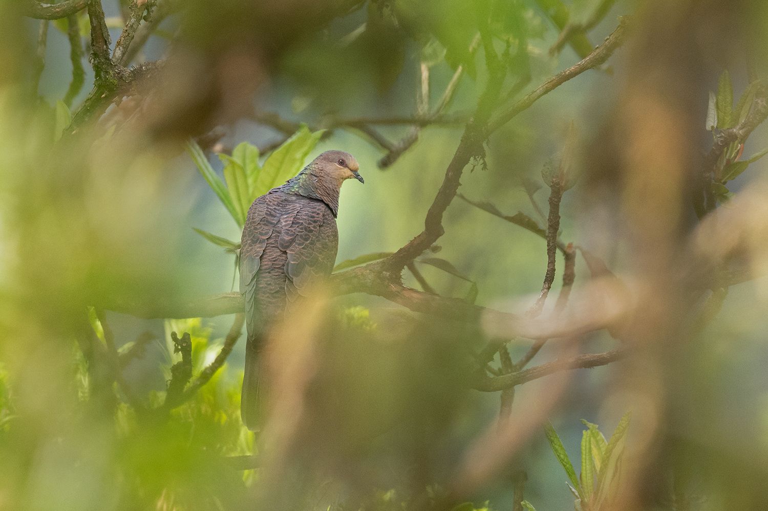 Barred Cuckoo-Dove (Macropygia unchall)
