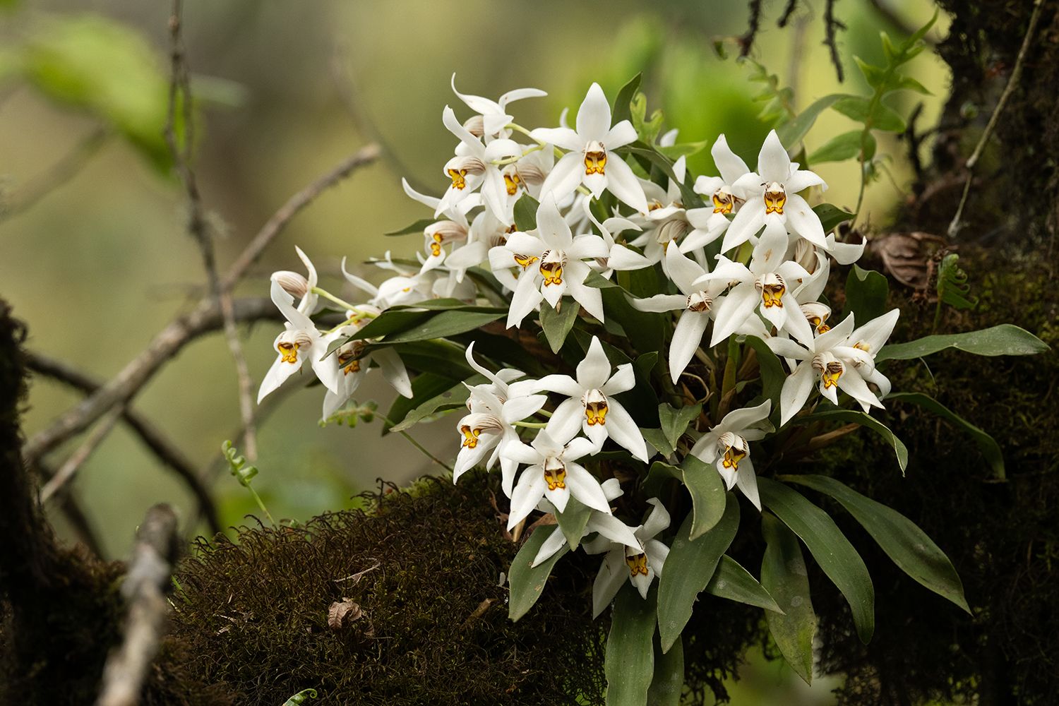 Orchid (Coelogynes sp)