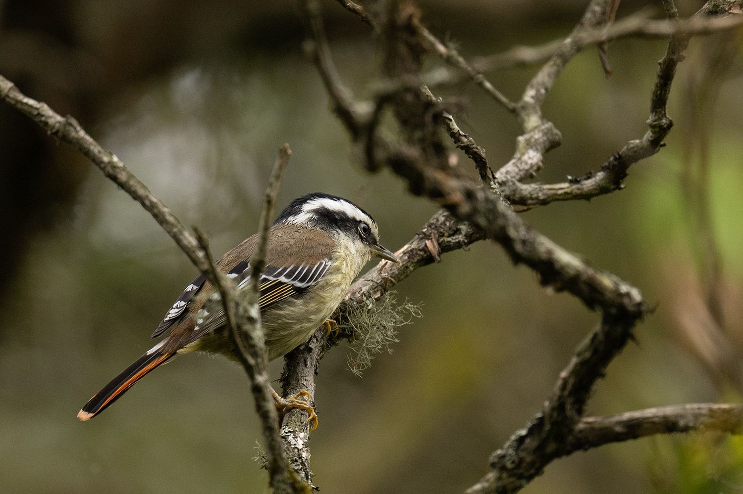 Red-tailed Minla (Minla ignotincta)