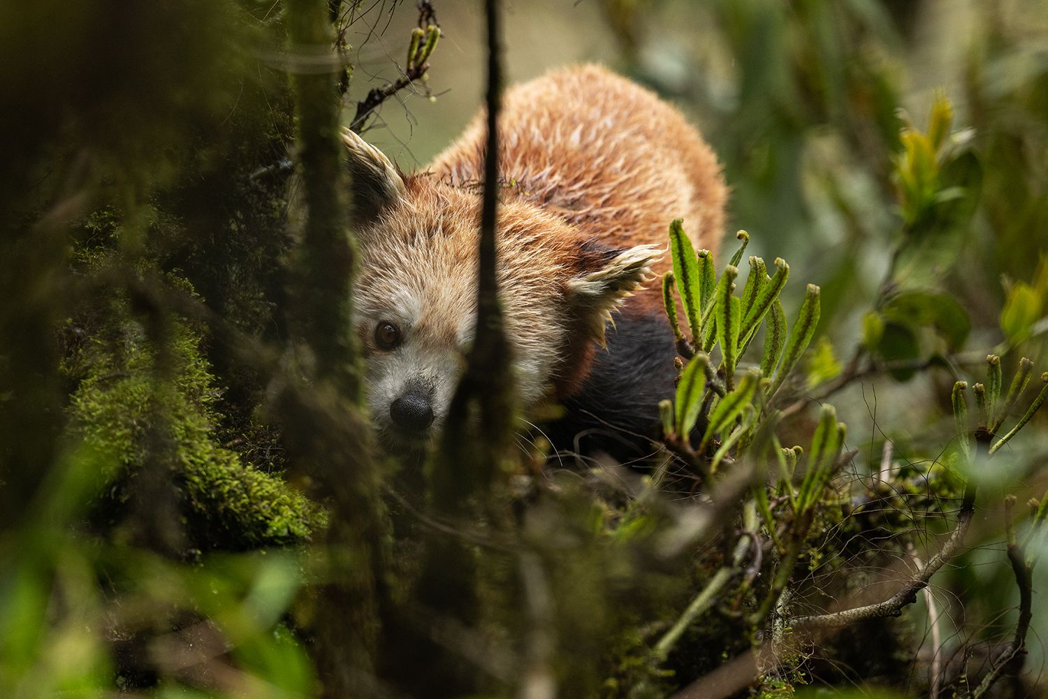 Himalayan Red Panda (Ailurus fulgens fulgens)