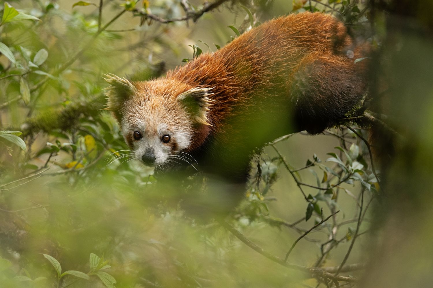 Himalayan Red Panda (Ailurus fulgens fulgens)