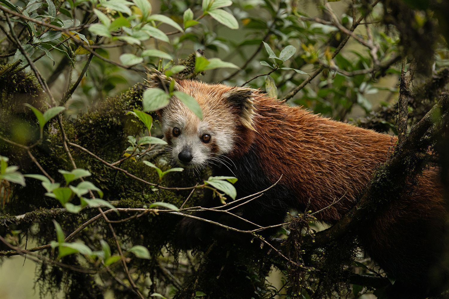 Himalayan Red Panda (Ailurus fulgens fulgens)