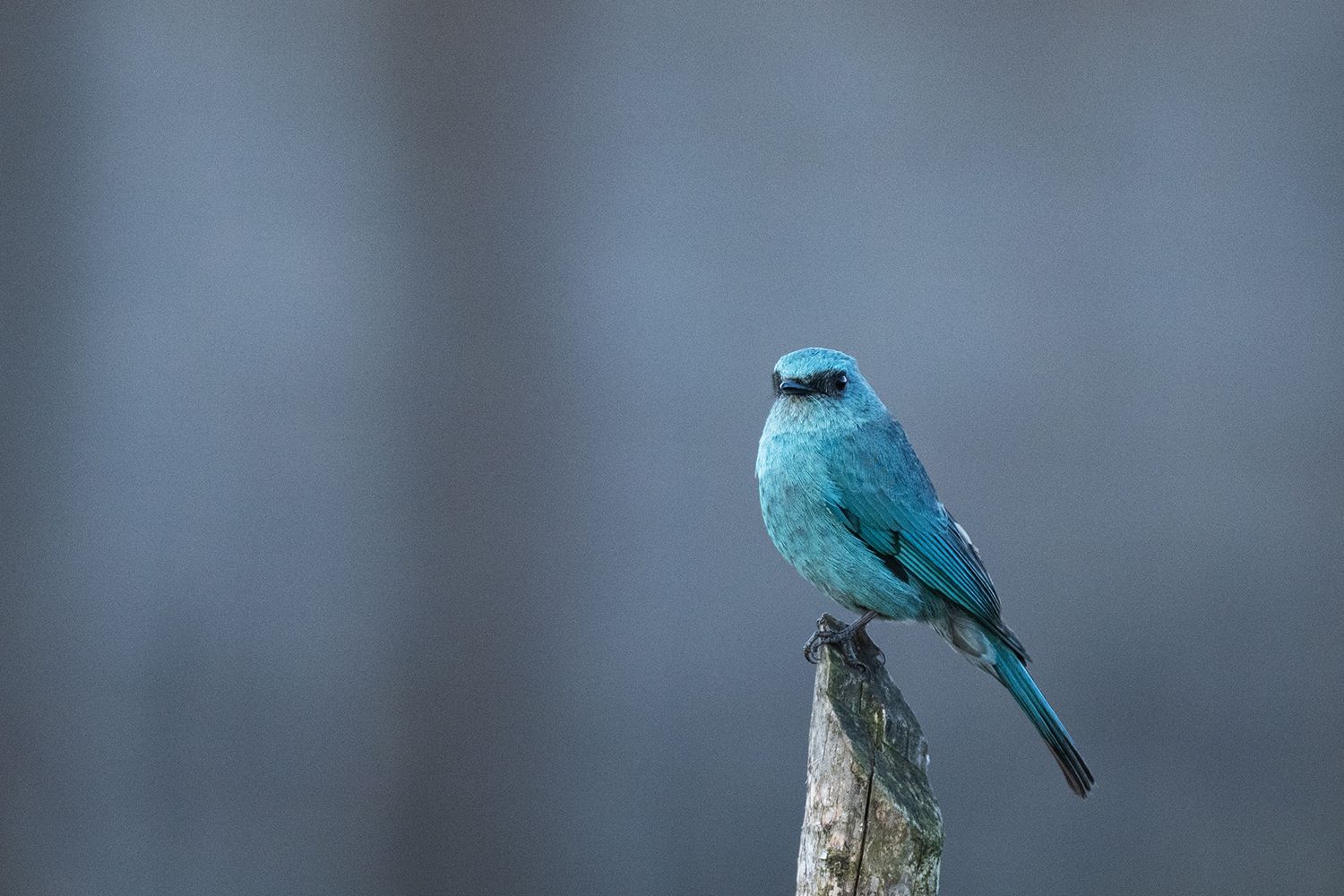 Verditer Flycatcher (Eumyias thalassinus)